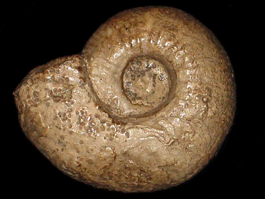 Sphaeroptychius ( Schwandorfia ) marginatus ( Arkell, 1951 )