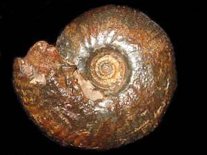Morrisiceras ( Morrisiceras ) krumbecki ( Arkell, 1951 )
