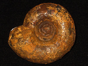 Tulites ( Tulites ) pumilus ( Arkell, 1954 )