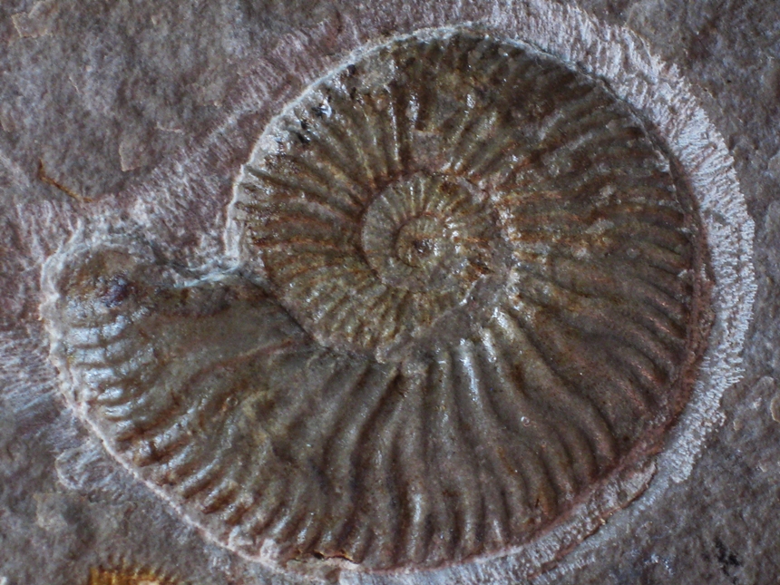 Berriasella ( Picteticeras ) aurousei ( Le Hegarat, 1973 )