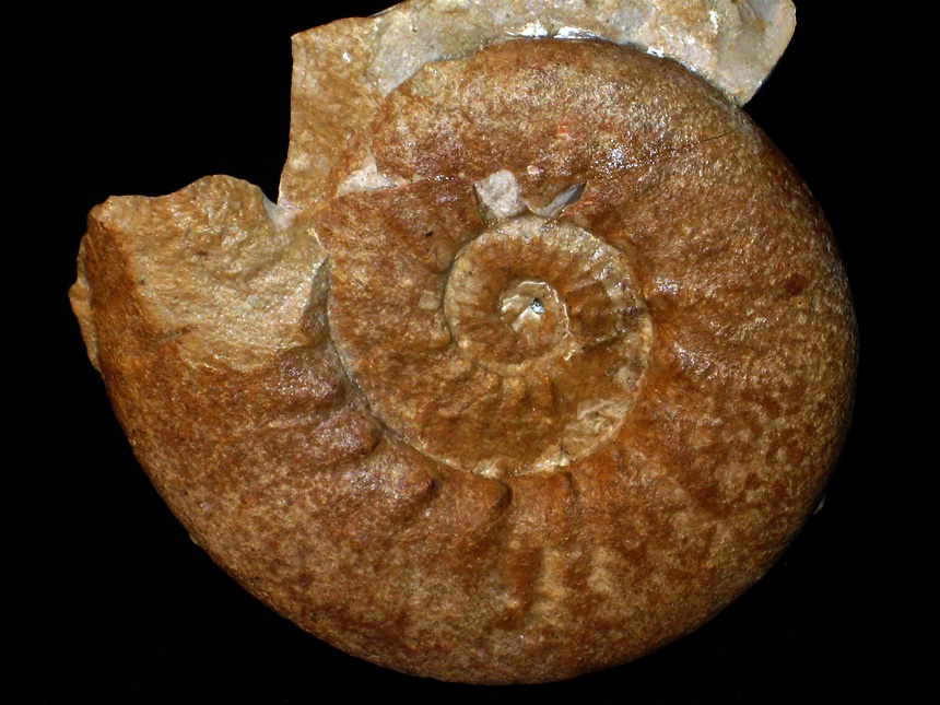 Dalmasiceras gigas ( Djanélidze, 1921 )