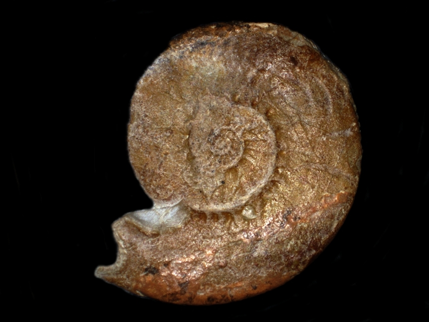 Dalmasiceras gigas ( Djanélidze, 1921 )