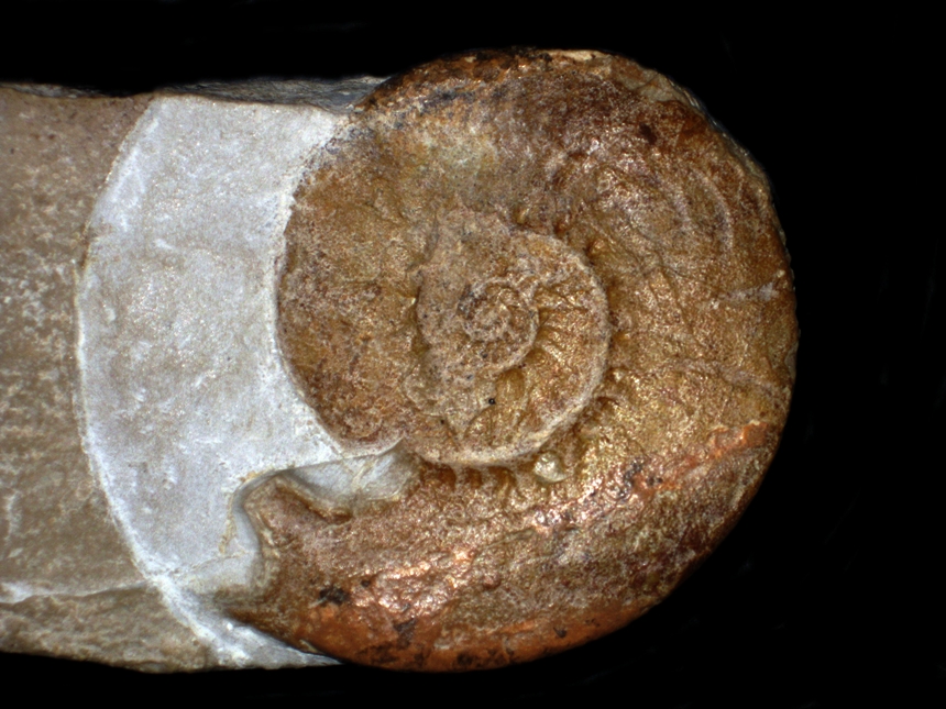 Dalmasiceras gigas ( Djanélidze, 1921 )