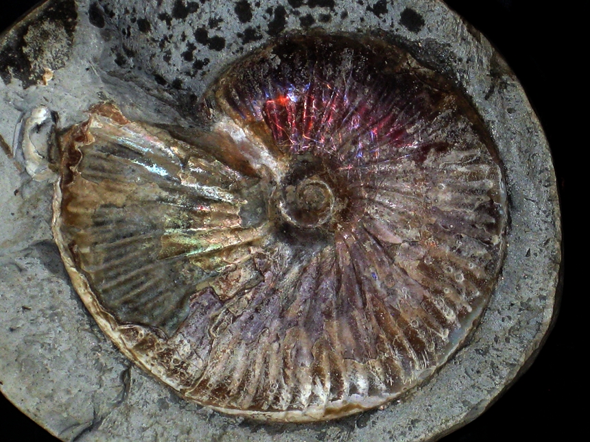 Hectoroceras kochi ( Spath, 1947 )