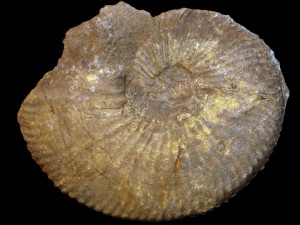Tirnovella allobrogensis ( Mazenot, 1939 )