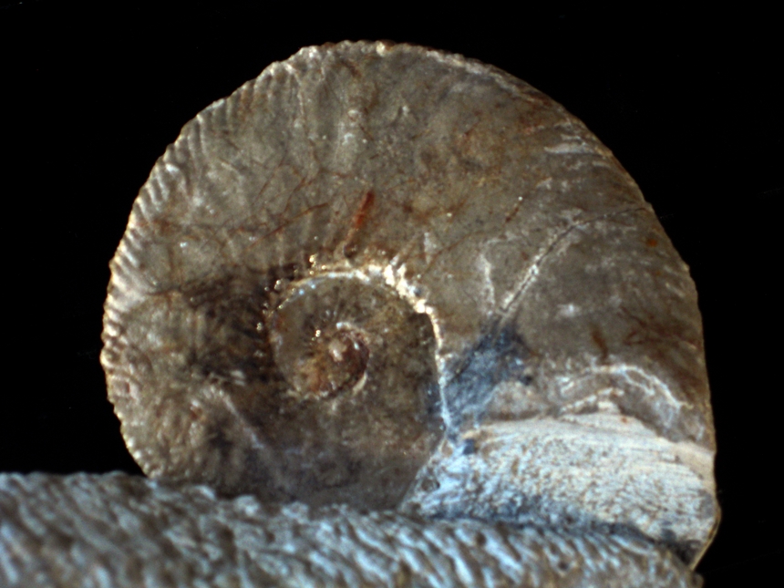 Tirnovella subalpina ( Mazenot, 1939 )