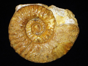 Hecticoceras ( Hecticoceras ) hecticum var. boginense ( Petitclerc, 1915 )
