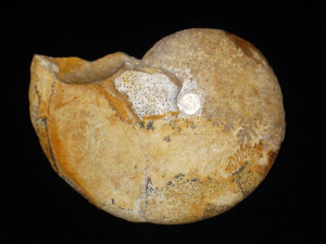 Oxycerites ( Alcidellus ) subdiscus ( d'Orbigny, 1846 )