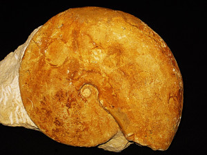 Paralcidia glabella ( Leckenby, 1859 )