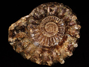 Peltoceras ( Peltoceras ) trifidum ( Quenstedt, 1887 )