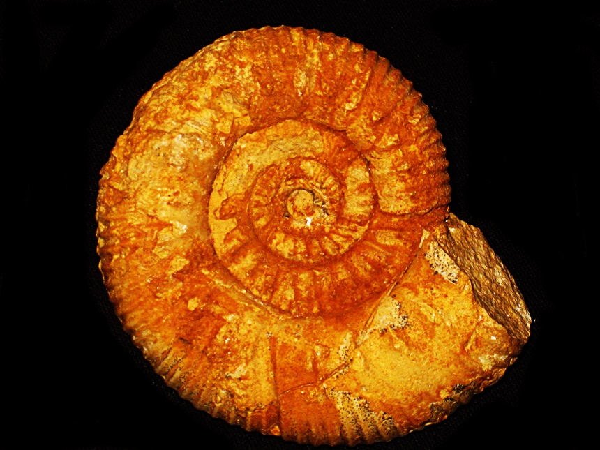 Rehmannia ( Loczyceras ) sequanica-densicostata ( Cariou, 1984 )