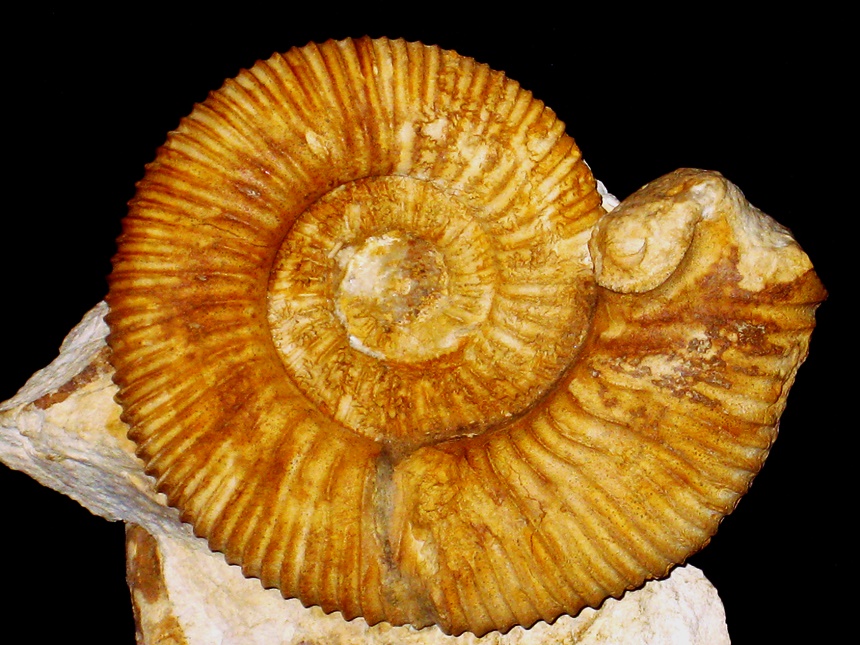 Rehmannia ( Rehmannia ) rehmanni var. revili ( Parona & Bonarelli, 1897 )