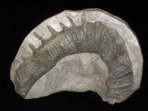 Anisoceras pseudoarmatum ( Schlüter, 1872 )