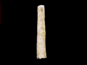 Baculites faujasii ( Lamarck, 1822 )