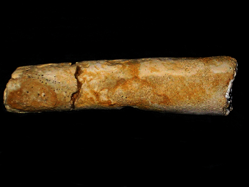 Baculites vertebralis ( Lamarck, 1801 )