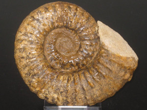 Bevahites bevahensis ( Collignon, 1948 )
