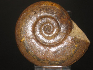 Hauericeras ( Hauericeras ) pseudogardeni ( Schlüter, 1872 )
