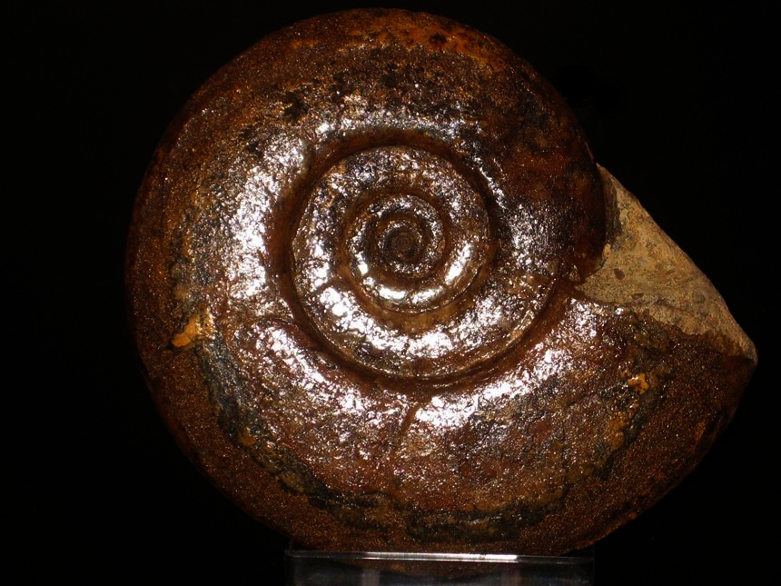 Hauericeras ( Hauericeras ) pseudogardeni ( Schlüter, 1872 )