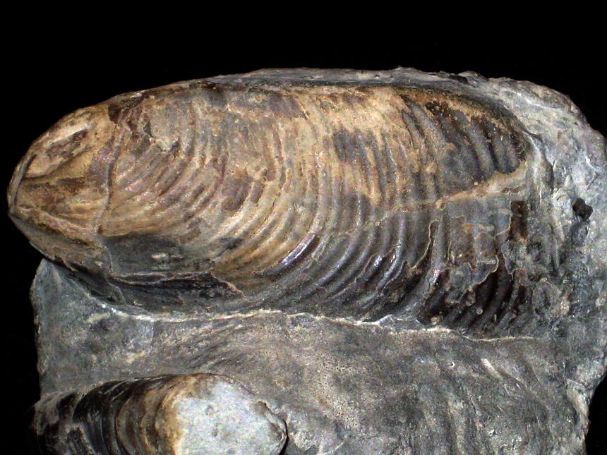 Inoceramus ( Sphenoceramus ) naumanni var. naumanni ( Yokoyama, 1890 )