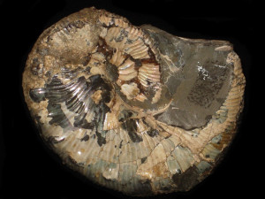 Jeletzkytes furnivali ( Riccardi, 1983 )