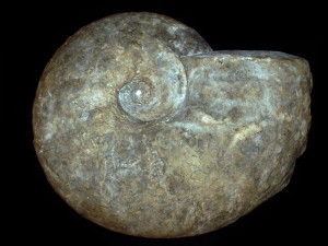 Pachydiscus ( Patagiosites ) stobaei ( Nilsson, 1827 )