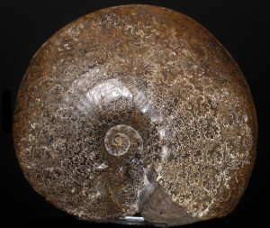 Placenticeras intercalare ( Meek, 1860 )