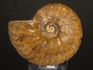 Pseudoschloenbachia ( Pseudoschloenbachia ) hoepeni ( Collignon, 1966 )