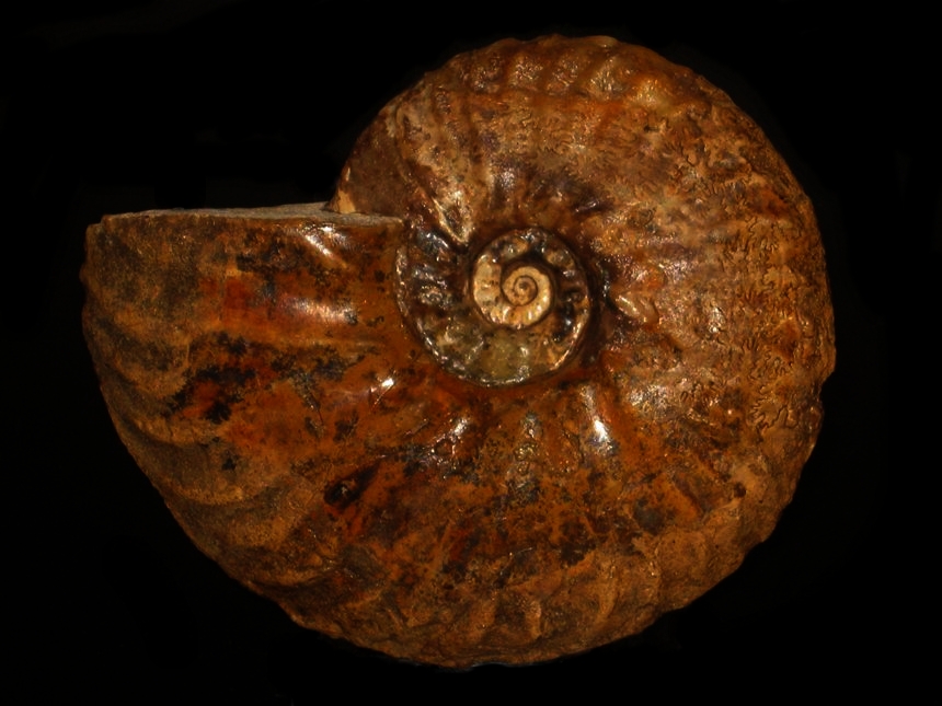 Pseudoschloenbachia ( Pseudoschloenbachia ) hoepeni ( Collignon, 1966 )