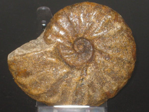 Pseudoschloenbachia ( Pseudoschloenbachia ) hoepeniformis ( Collignon, 1969 )