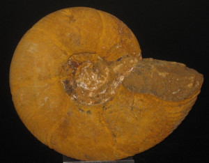 Puzosia ( Mesopuzosia ) bererense ( Collignon, 1961 )
