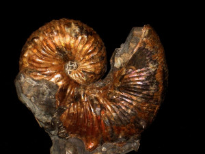 Scaphites tuberculatus ( Giebel, 1849 )