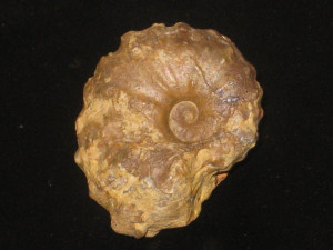Acanthoceras stephensoni ( Atkins, 1928 )