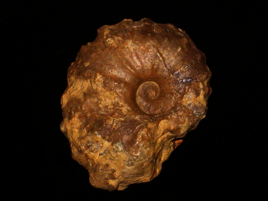 Acanthoceras stephensoni ( Atkins, 1928 )