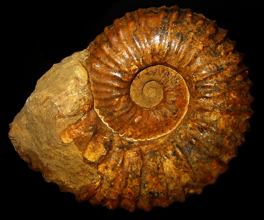 Calycoceras ( Newboldiceras ) asiaticum ( Jimbo, 1894 ) var. spinosum ( Kossmat, 1897 )