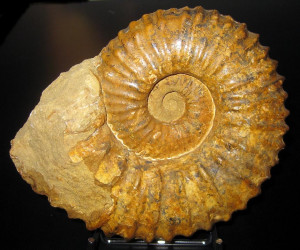Calycoceras ( Newboldiceras ) asiaticum spinosum ( Kossmat, 1897 )