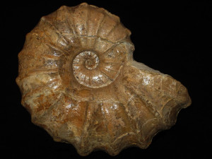Calycoceras ( Colinoceras ) tarrantense ( Atkins, 1928 )