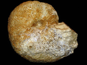 Paracymatoceras texanum ( Shumard, 1860 )