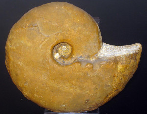 Vascoceras tectiforme ( Barber, 1957 )
