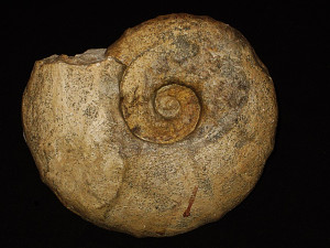 Abrytusites julianyi ( Honnorat-Bastide, 1890 )