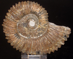 Aegocrioceras capricornu ( Römer, 1841 )