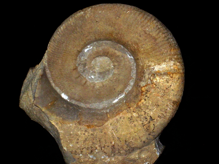 Binelliceras binelli ( Astier, 1851 )