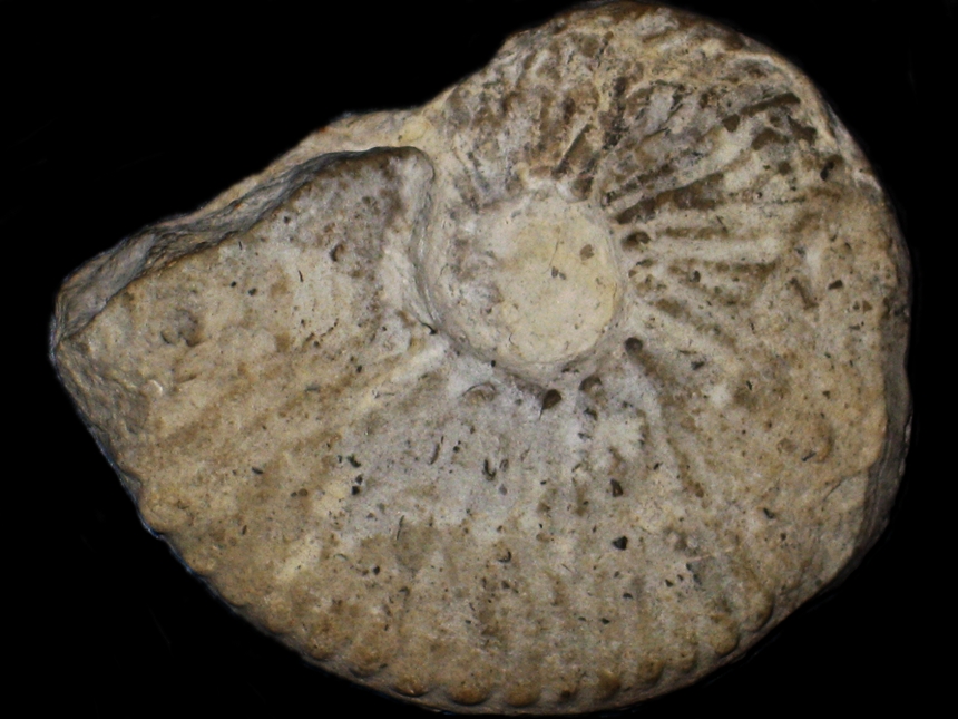 Busnardoites campylotoxus ( Uhlig, 1902 )