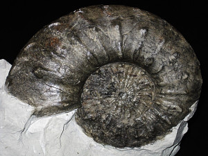 Criosarasinella furcillata ( Thieuloy, 1977 )