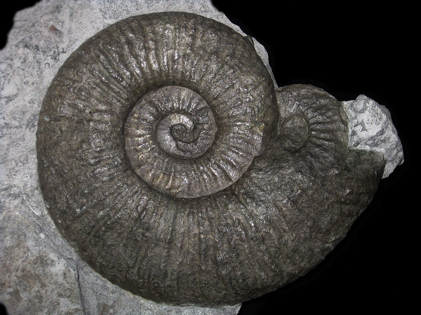 Cruasiceras cruasense ( Torcapel, 1884 )