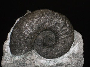 Cruasiceras cruasense ( Torcapel, 1884 )