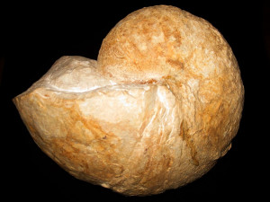 Cymatoceras pseudoelegans ( d'Orbigny, 1841 )