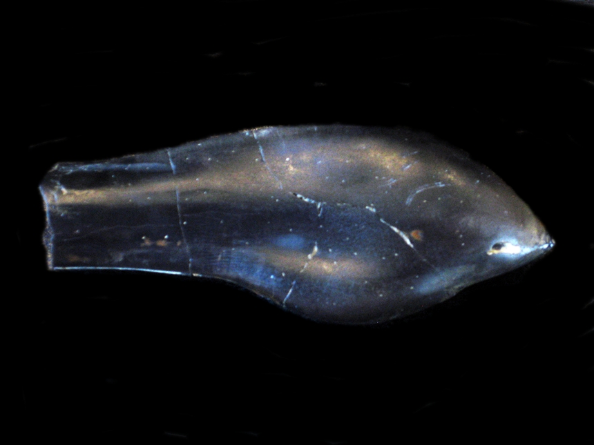 Duvalia emerici ( Raspail, 1829 )
