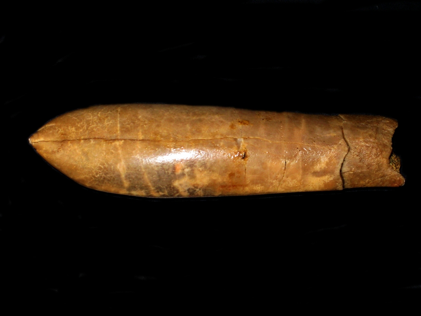 Duvalia pontica ( Shvetsov, 1913 )