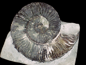 Endemoceras amblygonium ( Neumayr & Uhlig, 1881 )