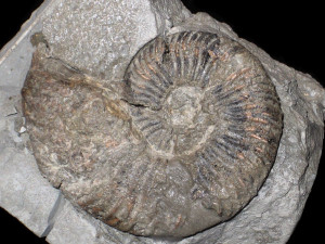 Endemoceras curvinodum ( Phillips, 1829 )